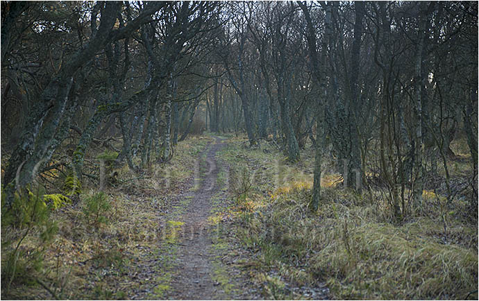 Skogsstig - foto av Eva Bucksch